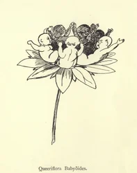 Queeriflora Babyoides